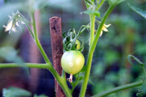 Baby Tomatoe